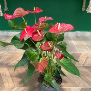 ANTHURIUM - FLAMİNGO ÇİÇEĞİ 50-60 CM