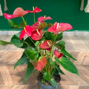 ANTHURIUM - FLAMİNGO ÇİÇEĞİ 50-60 CM