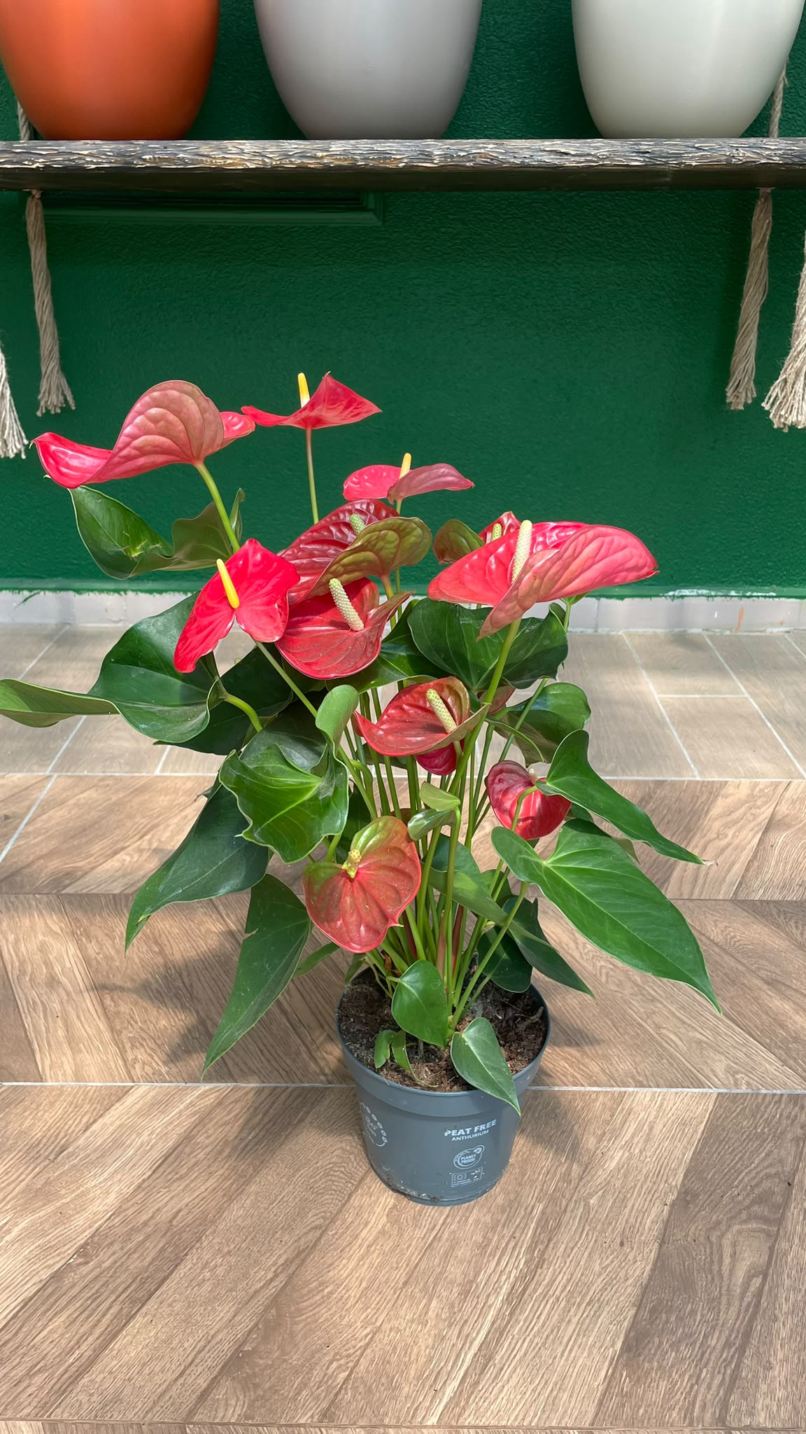 ANTHURIUM - FLAMİNGO ÇİÇEĞİ 50-60 CM