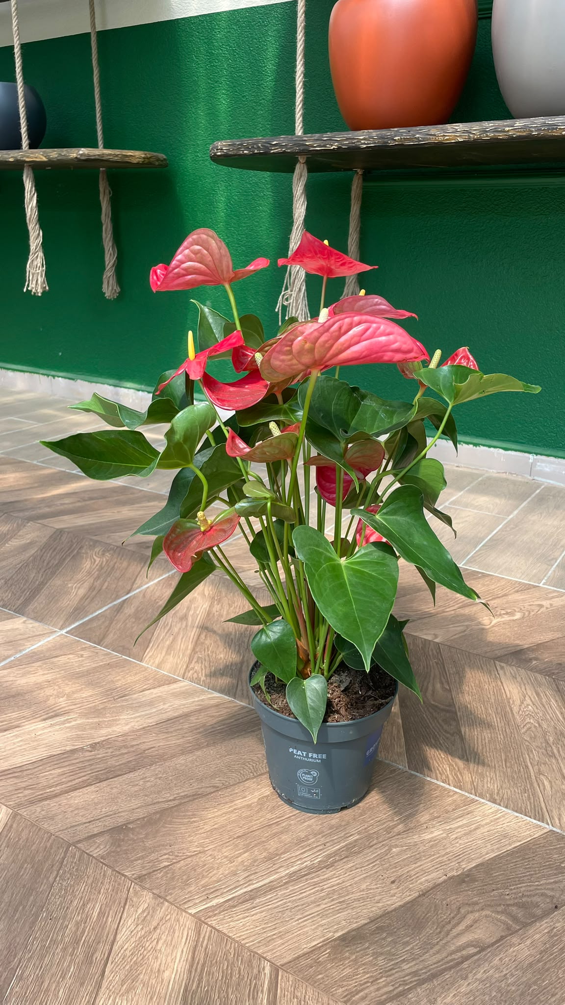 ANTHURIUM - FLAMİNGO ÇİÇEĞİ 50-60 CM - Görsel 2