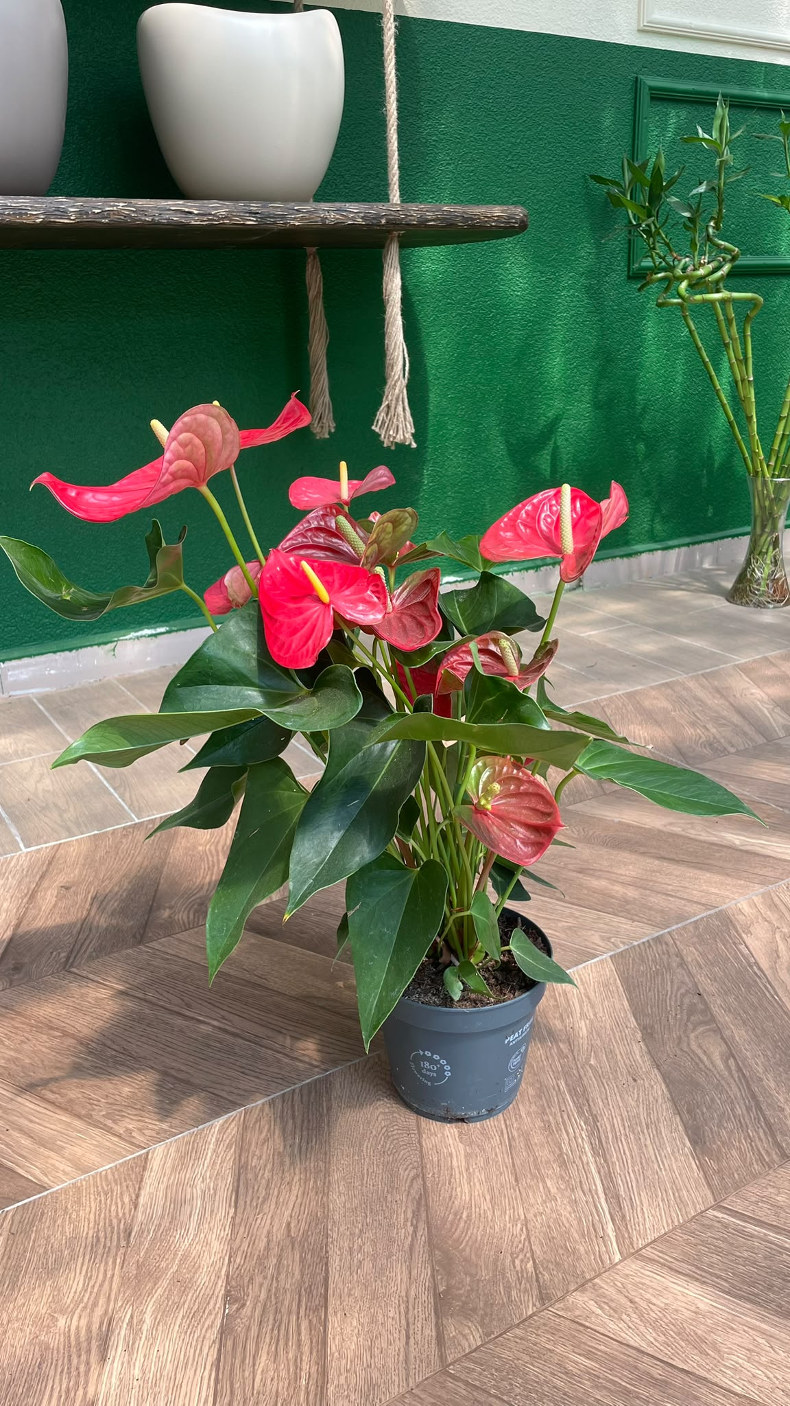 ANTHURIUM - FLAMİNGO ÇİÇEĞİ 50-60 CM - Görsel 3