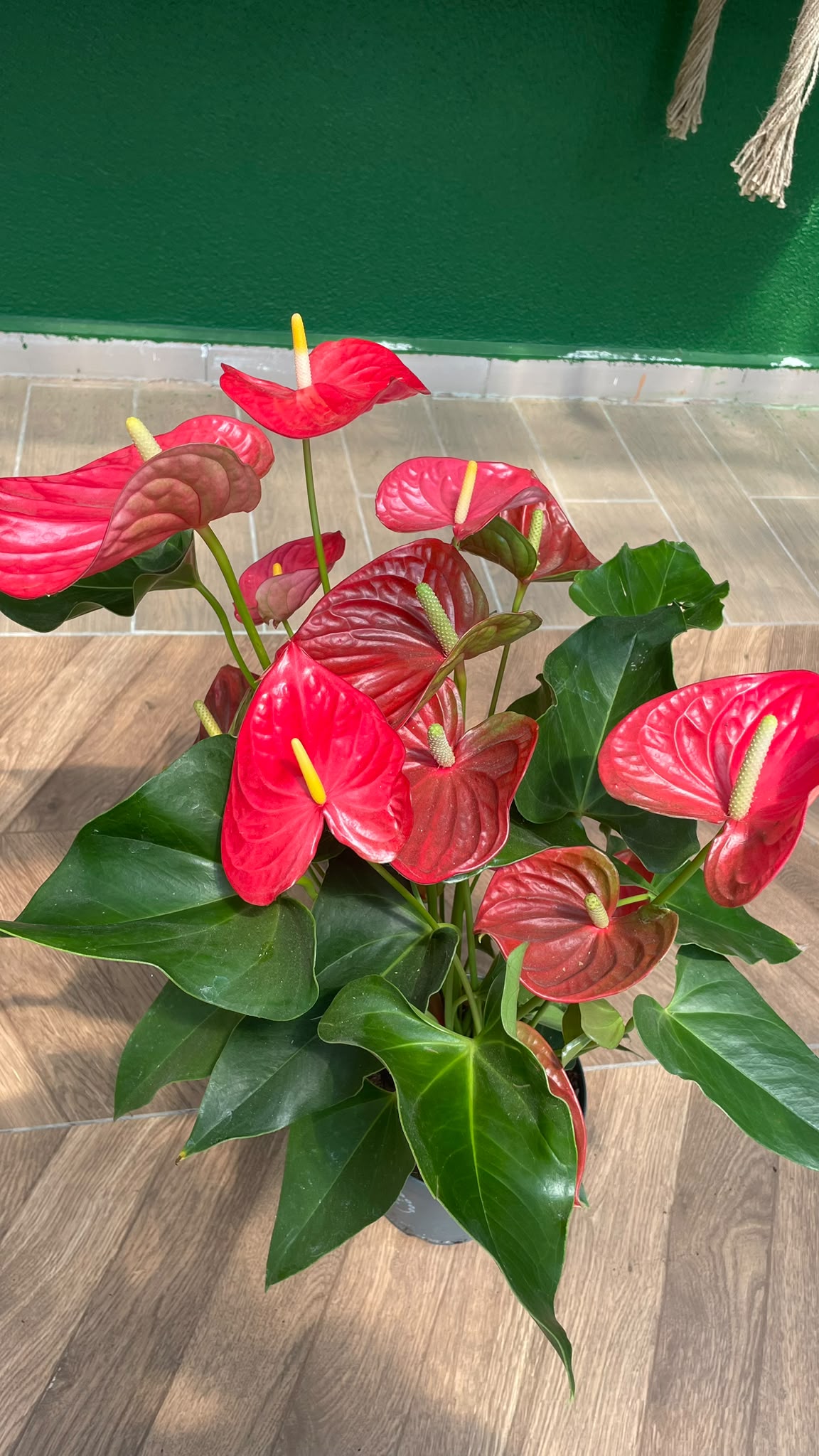 ANTHURIUM - FLAMİNGO ÇİÇEĞİ 50-60 CM - Görsel 4