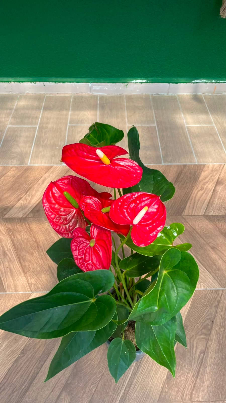 ANTHURIUM - FLAMİNGO ÇİÇEĞİ 30-40 CM - Görsel 4
