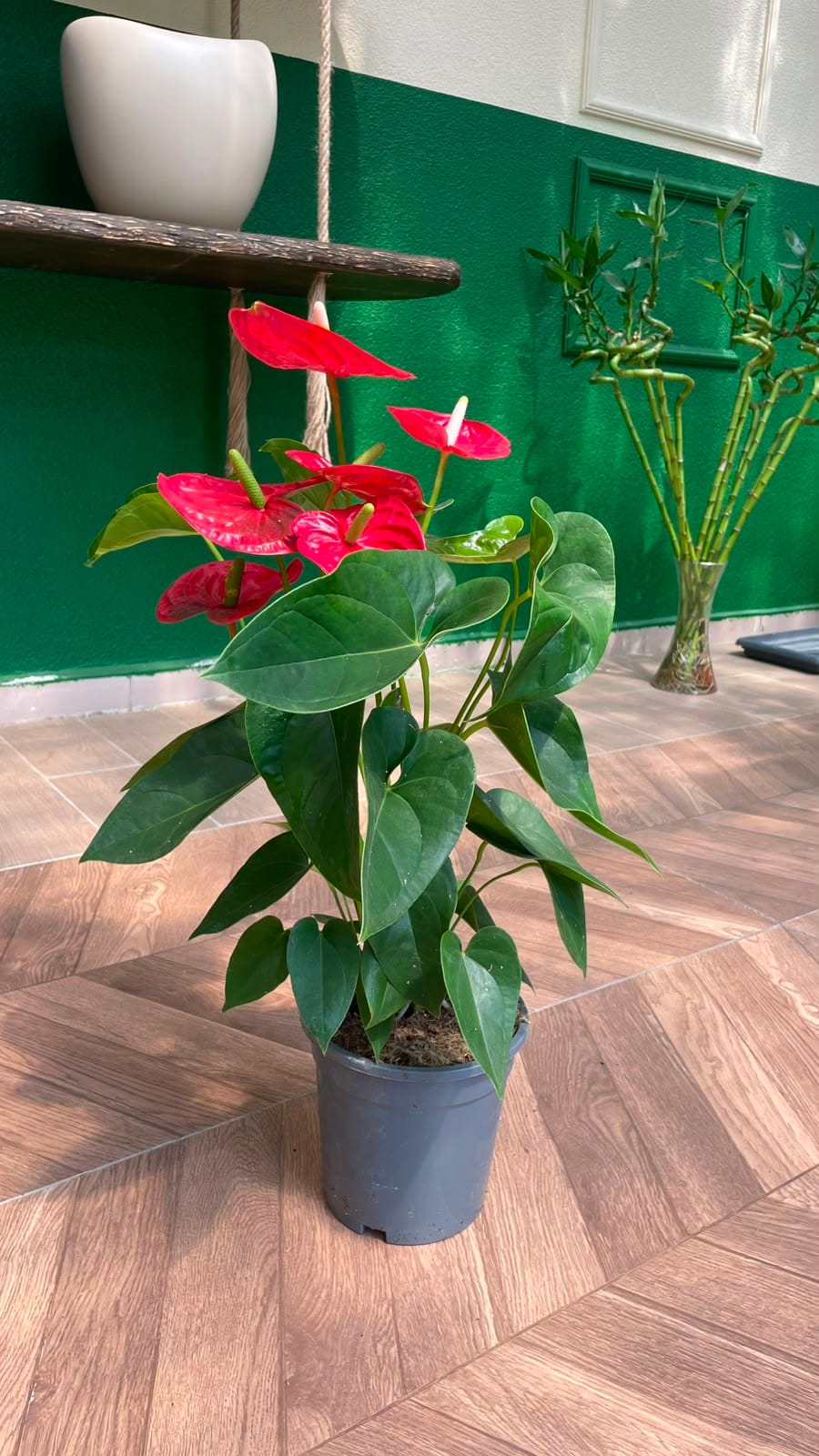 ANTHURIUM - FLAMİNGO ÇİÇEĞİ 30-40 CM - Görsel 3