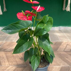 ANTHURIUM - FLAMİNGO ÇİÇEĞİ 30-40 CM