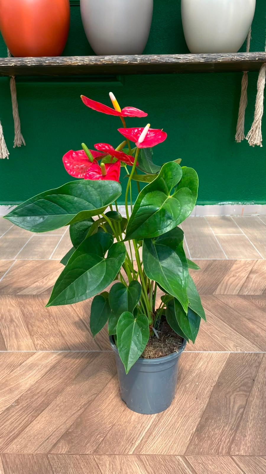ANTHURIUM - FLAMİNGO ÇİÇEĞİ 30-40 CM