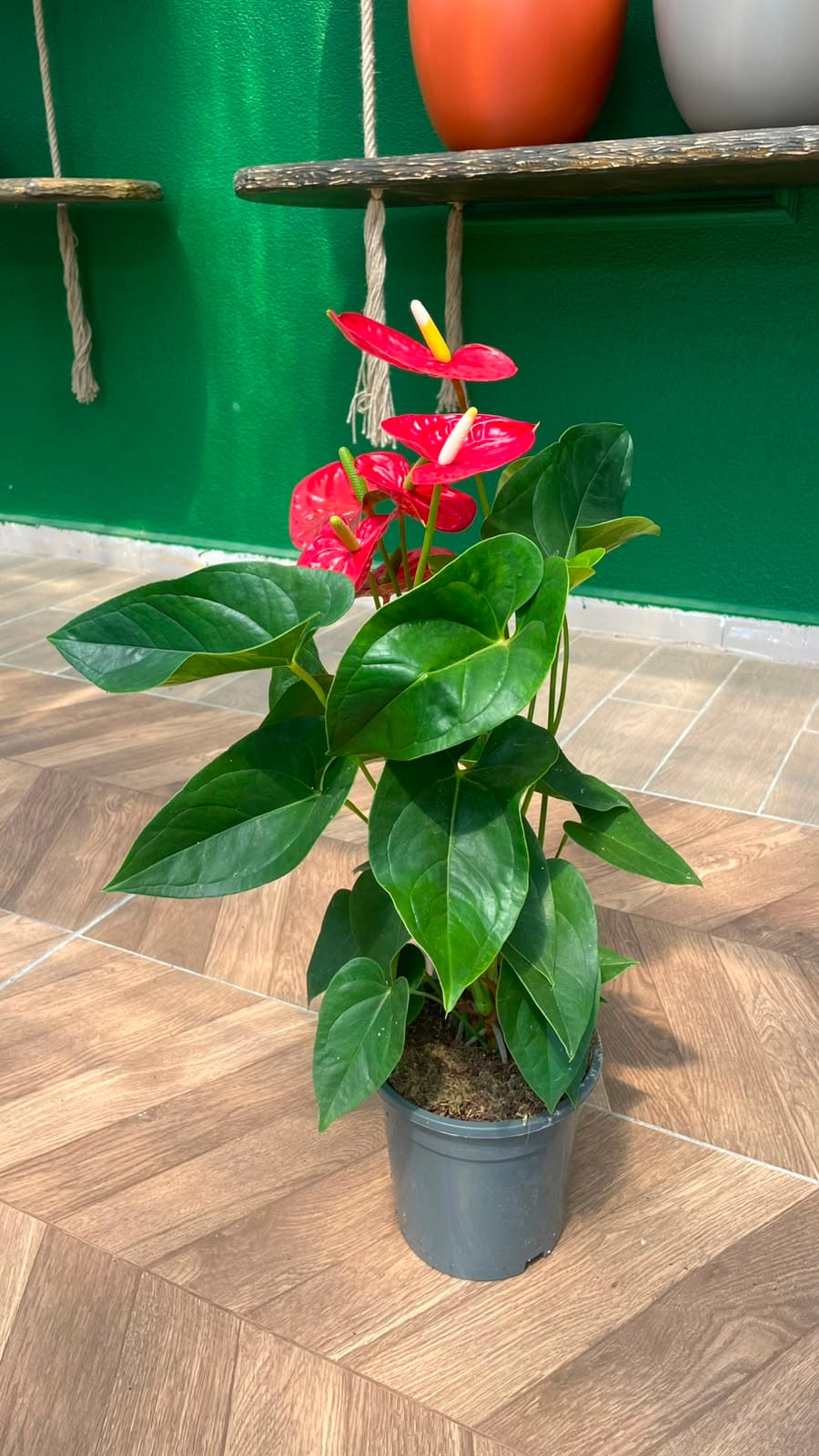 ANTHURIUM - FLAMİNGO ÇİÇEĞİ 30-40 CM - Görsel 2