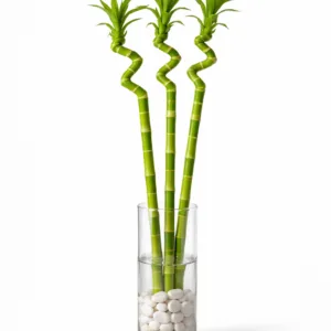 ŞANS BAMBUSU - 3 ADET 50-60CM