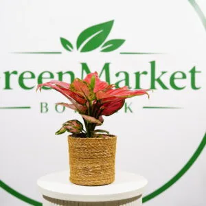 AGLAONEMA RED JOY - ÇİN HERDEMYEŞİLİ 20-30 CM