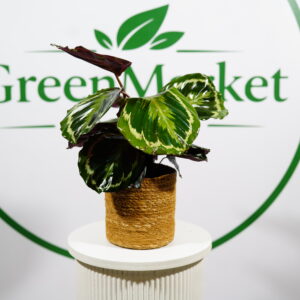 CALATHEA MEDALLION 30-50 CM