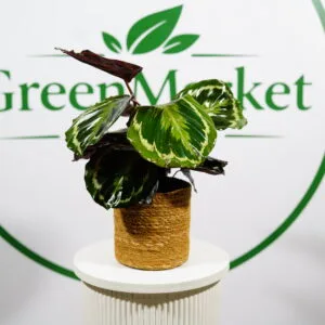 CALATHEA MEDALLION 30-50 CM