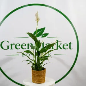SPATHIPHYLLUM - BARIŞ ÇİÇEĞİ 30-40 CM