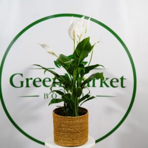 SPATHIPHYLLUM - BARIŞ ÇİÇEĞİ 50-80 CM