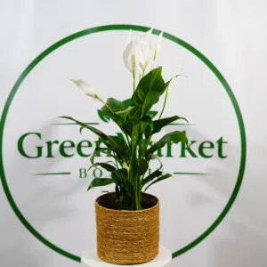 SPATHIPHYLLUM - BARIŞ ÇİÇEĞİ 50-80 CM