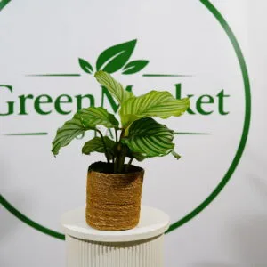 CALATHEA ORBİFOLİA 30-50 CM