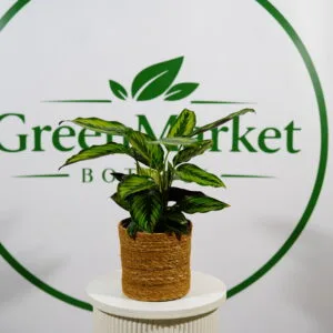 CALATHEA MAJESTİCA 30-50 CM