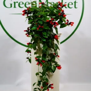 AESCHYNANTHUS - RUJ ÇİÇEĞİ ASKILI
