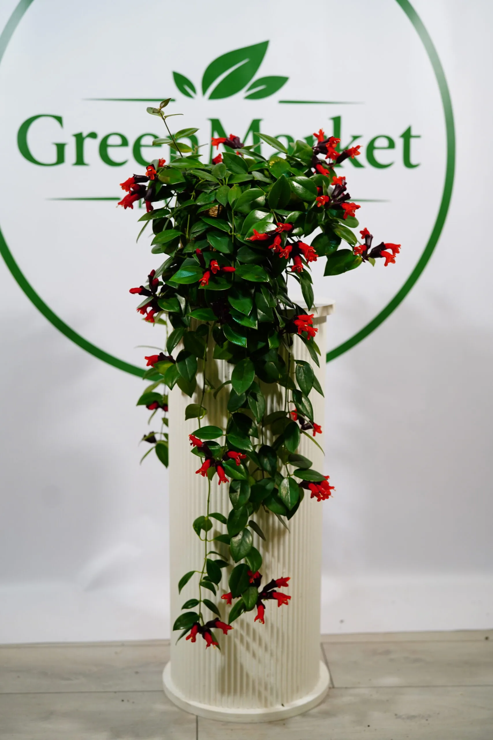 AESCHYNANTHUS - RUJ ÇİÇEĞİ ASKILI
