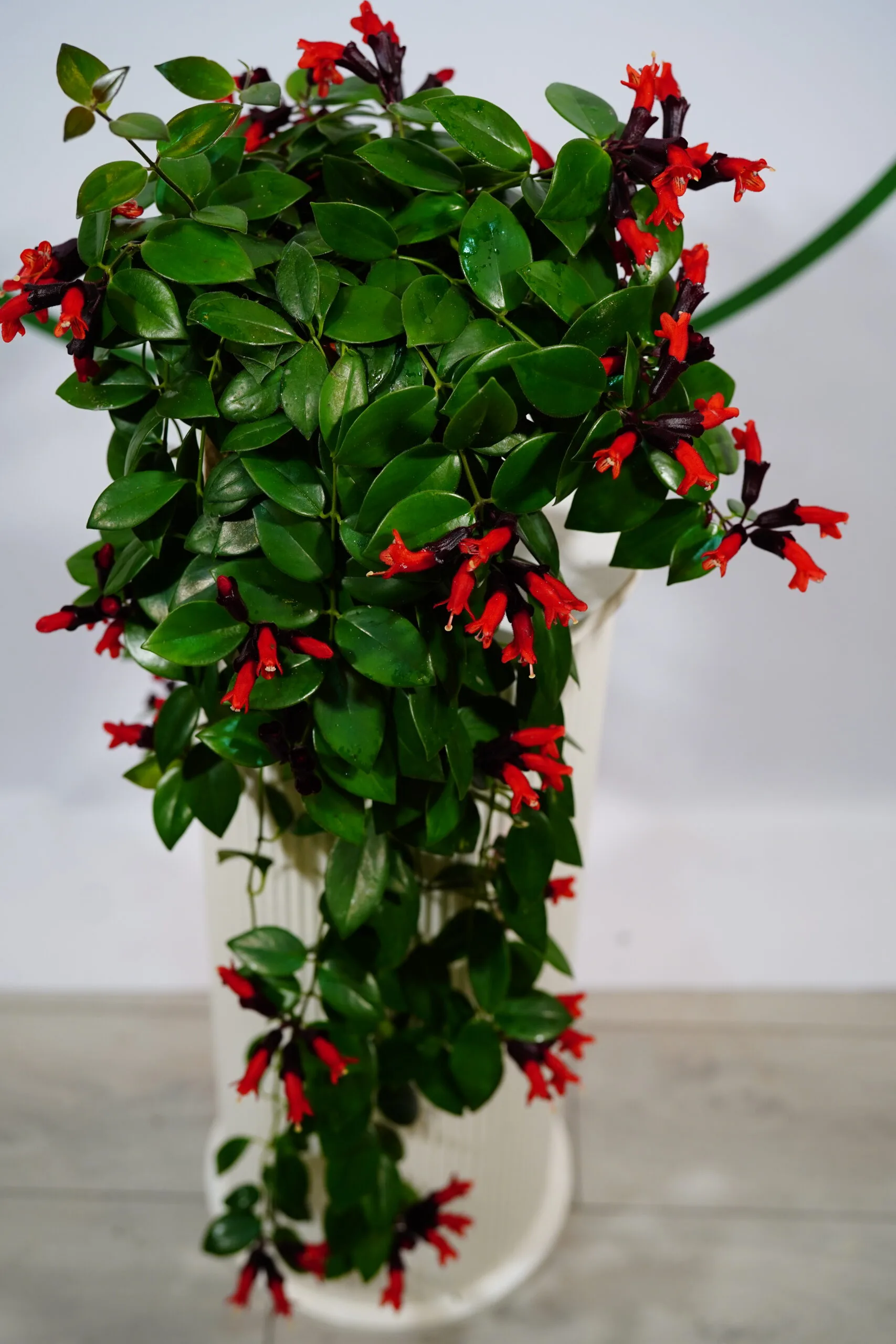 AESCHYNANTHUS - RUJ ÇİÇEĞİ ASKILI - Görsel 4