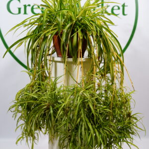 CHLOROPHYTUM COMOSUM - KURDELE ÇİÇEĞİ