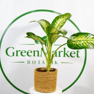 DİEFBANCHİA - AĞLAYAN ÇİÇEK 70-80 CM