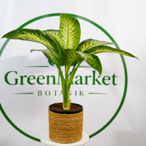 DİEFBANCHİA - AĞLAYAN ÇİÇEK 100-110 CM