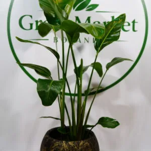 STRELİTZİA - STARLİÇE 3 KÖKLÜ 160-180 CM