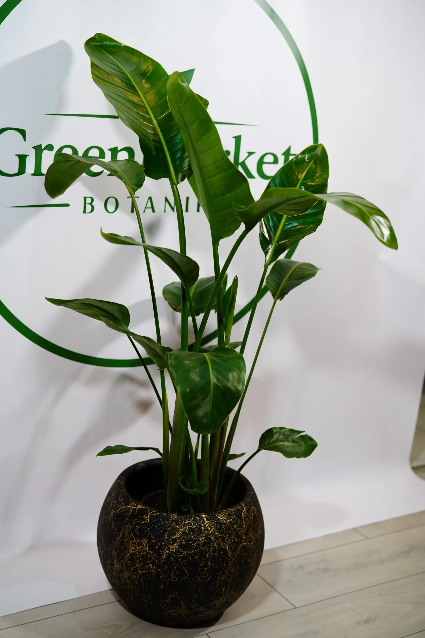 STRELİTZİA - STARLİÇE 3 KÖKLÜ 160-180 CM - Görsel 4