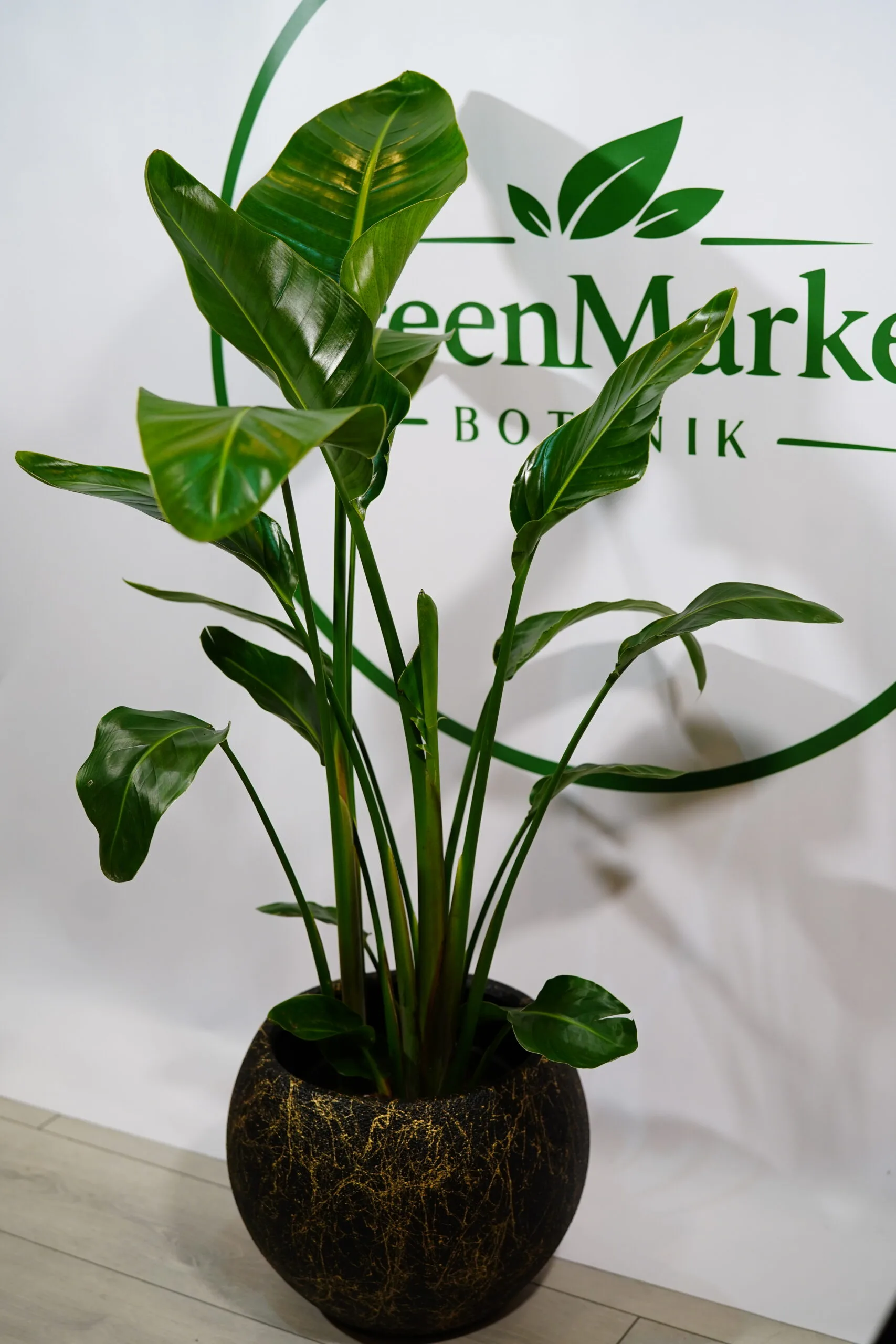STRELİTZİA - STARLİÇE 3 KÖKLÜ 160-180 CM - Görsel 3