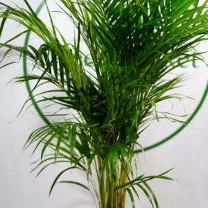 ARECA - SALON PALMİYESİ 80-100 CM