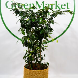 FİCUS BENJAMİN 80-100 CM