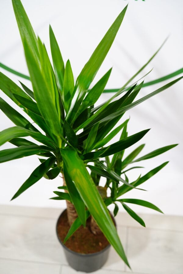 Planta Artificial Yucca Gerimport De 140 Cm Con 2 Troncos, Follaje Realista De Varios Tonos Verdes, Ideal Para Hogar U Oficina Sin Mantenimiento