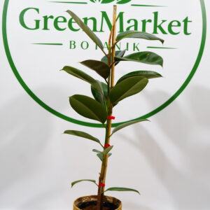 FICUS ELASTICA - KAUÇUK TEK GÖVDE 80-100 CM