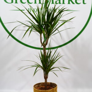 MARGİNATA 2'Lİ 80-100 CM