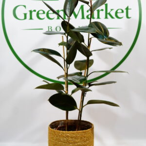 FICUS ELASTICA - KAUÇUK 2Lİ 80-100 CM