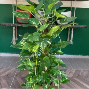EPİPREMNUM 100-120 CM
