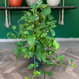 EPİPREMNUM 60-80 CM