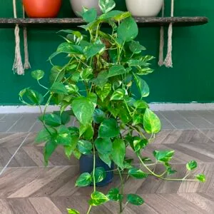 EPİPREMNUM 60-80 CM
