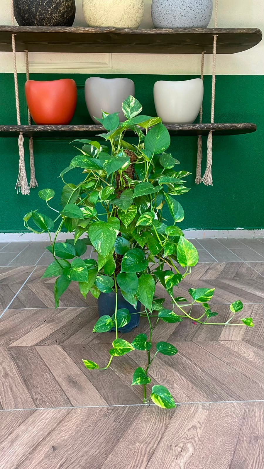 EPİPREMNUM 60-80 CM