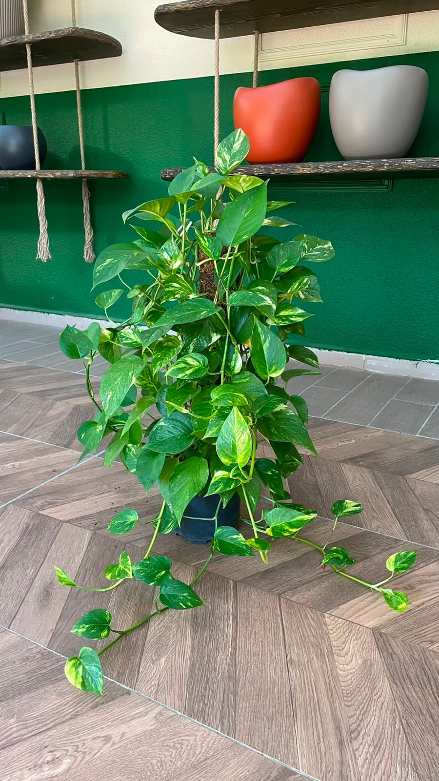 EPİPREMNUM 60-80 CM - Görsel 2
