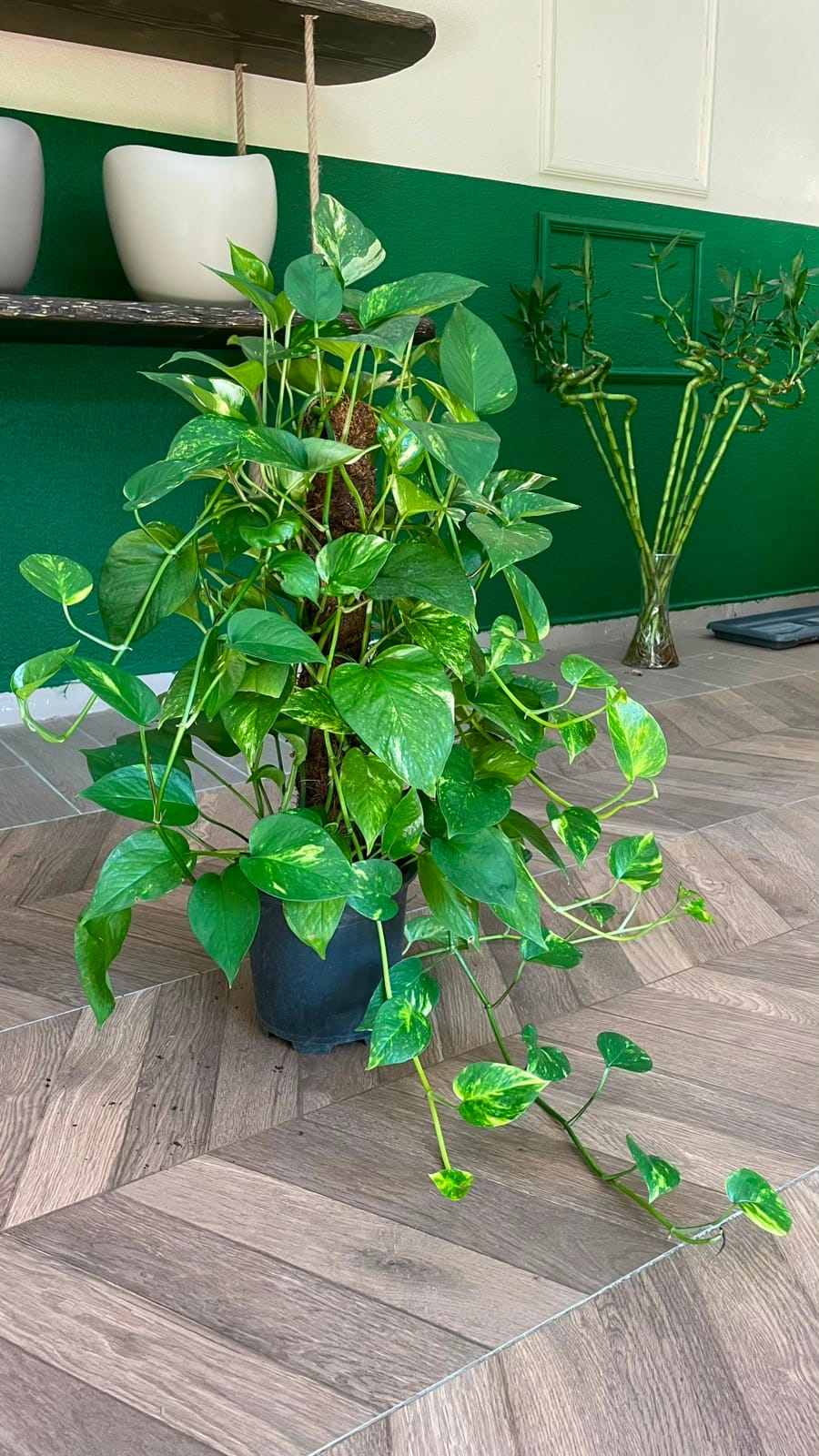 EPİPREMNUM 60-80 CM - Görsel 3