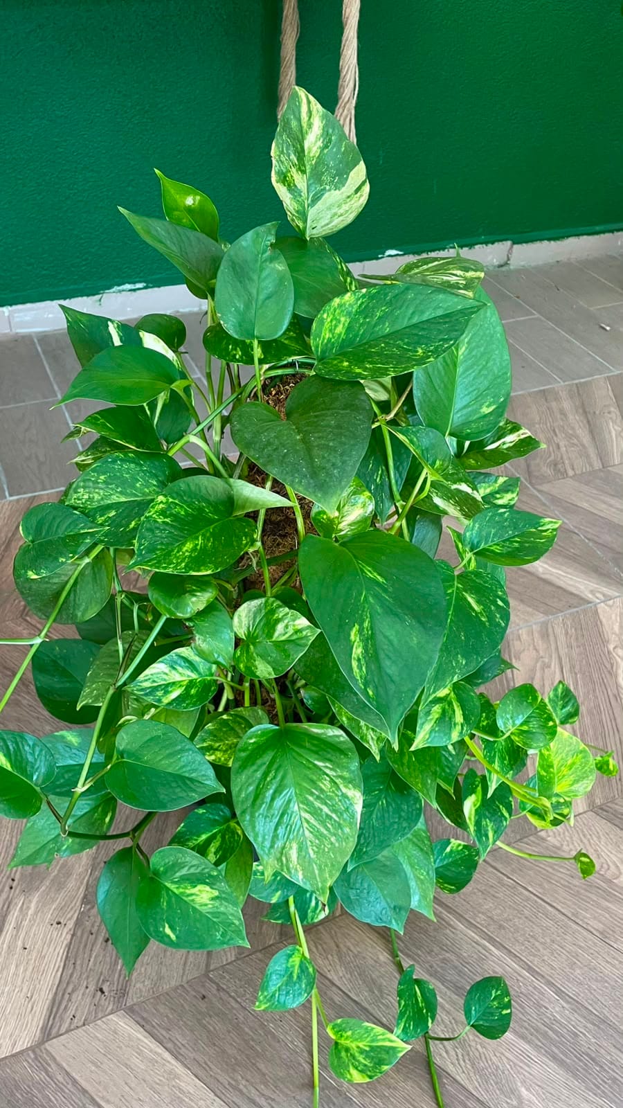 EPİPREMNUM 60-80 CM - Görsel 4