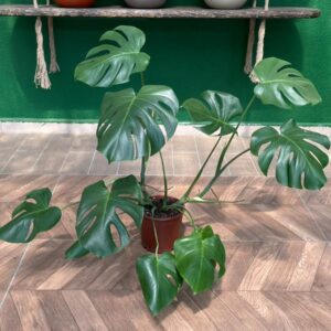 MONSTERA - DEVE TABANI 60-80 CM