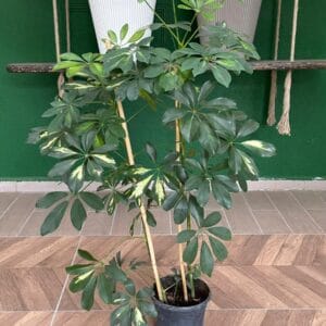 SCHEFFLERA (ŞEFLERA) 2Lİ  80-100 CM