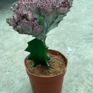 EUPHORBIA LACTECA