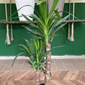 YUCCA 2 GÖVDELİ 100-120 CM