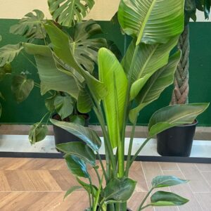 STRELITZIA - STARLİÇE 3 KÖKLÜ 120-140 CM