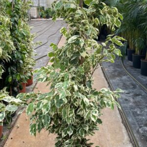FICUS BENJAMIN ALACALI YEŞİL-BEYAZ 120-140CM