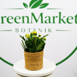 KALANCHOE SARI 25-30 CM