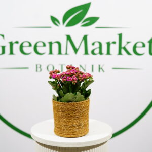 KALANCHOE MOR 25-30CM